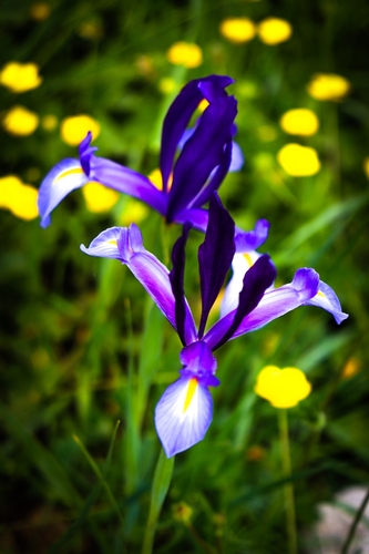 Avistamiento Iris azul de las marismas (Iris xiphium)