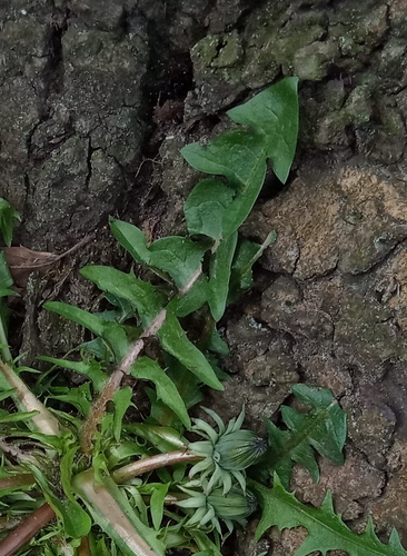 red-tipped dandelion (Taraxacum intumescens)