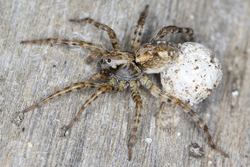 Bear Spiders from Albania, Vlora, Vjosa Delta, Strand I (nahe) on April ...