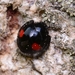 Kuwana's Lady Beetle - Photo (c) WonGun Kim, all rights reserved, uploaded by WonGun Kim