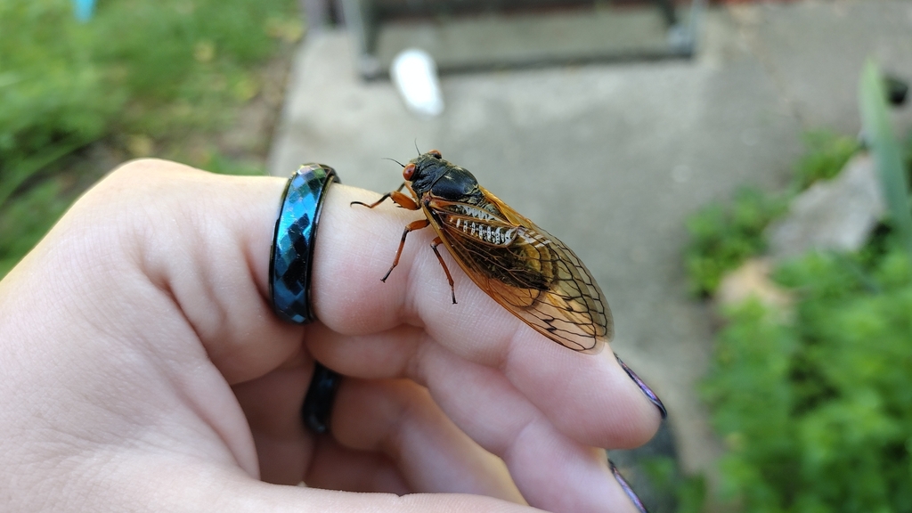 Cassin's 13-Year Cicada (Magicicada tredecassini) · iNaturalist