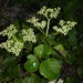 Cayratia trifolia - Photo (c) Jeff Stauffer, todos los derechos reservados, subido por Jeff Stauffer