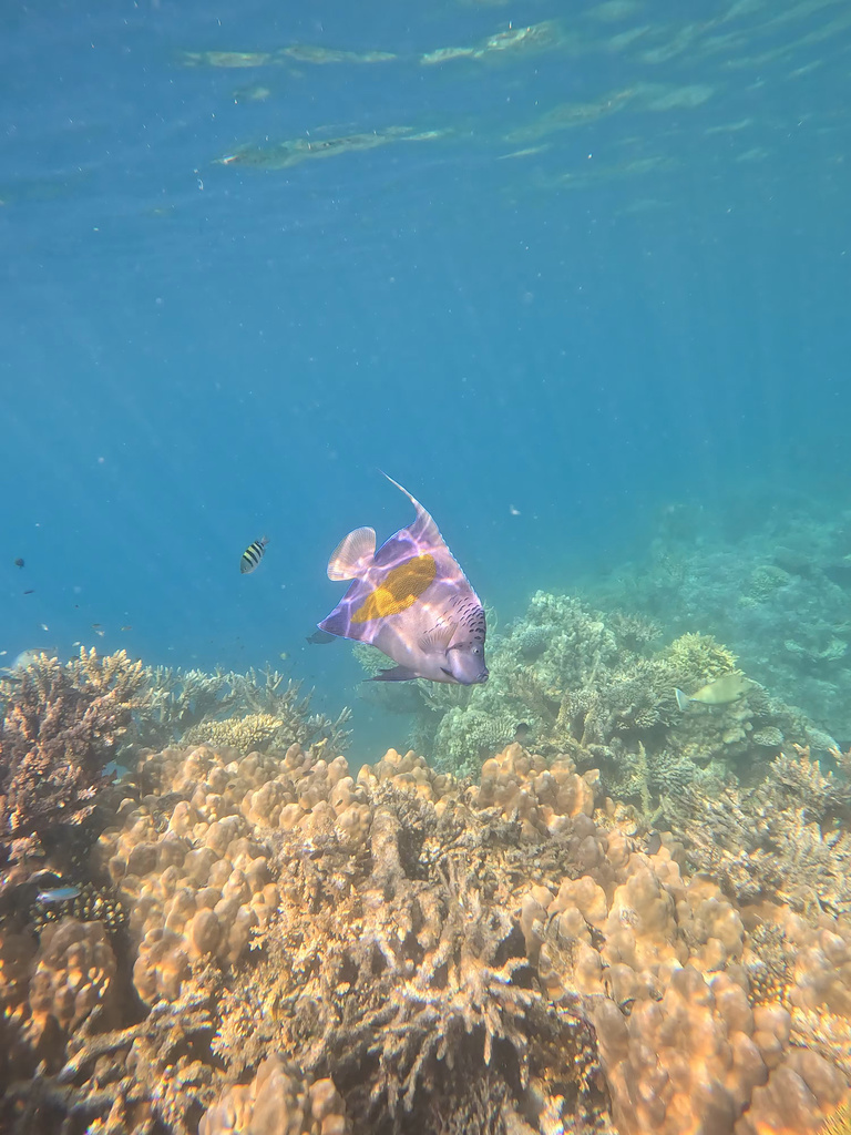 Yellowbar angelfish