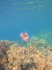 Yellowbar angelfish