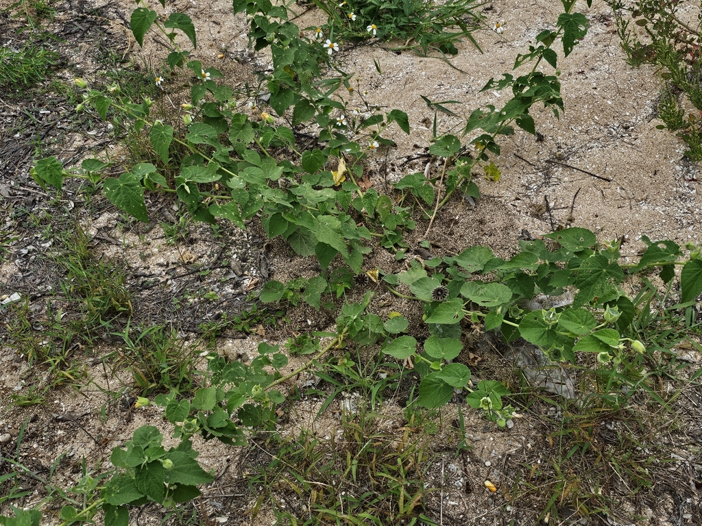 Monkey bush from 885台灣澎湖縣湖西鄉隘門村 on May 19, 2024 at 10:08 AM by 周明煌 ...