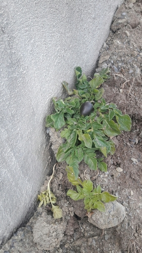 Solanum boliviense