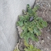 Solanum boliviense - Photo (c) Selintw Cary, todos os direitos reservados, uploaded by Selintw Cary