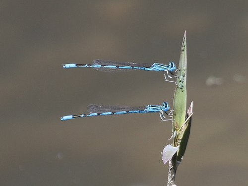 Double-striped Bluet