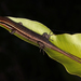 Eutropis cumingi - Photo (c) gernotkunz, todos los derechos reservados, subido por gernotkunz