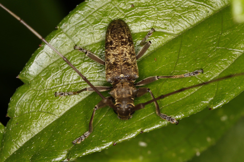 Acalolepta pseudobianor · iNaturalist United Kingdom