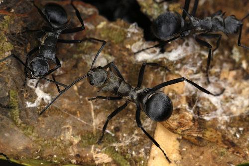 Polyrhachis pellitaPolyrhachis pellita