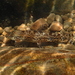 台灣纓口鰍 - Photo 由 Jacky Yu 所上傳的 (c) Jacky Yu，保留所有權利