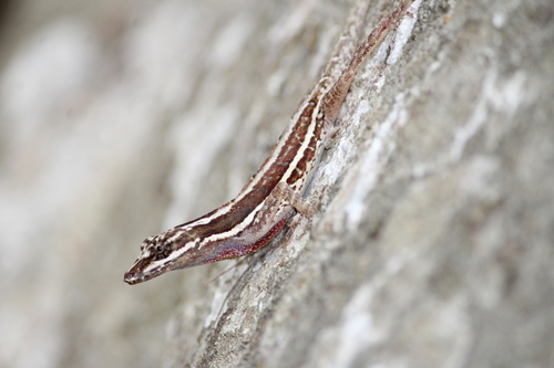 Taylor's Anole