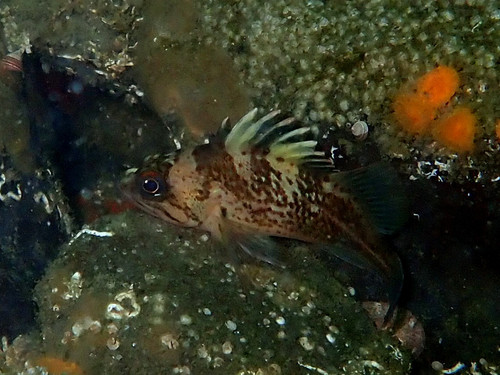 Quillback Rockfish