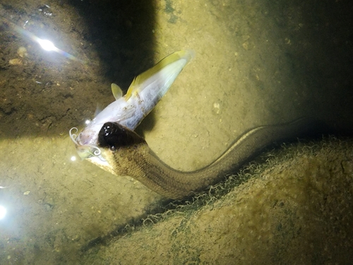 Macleay's Water Snake sighting