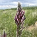 Astragalus macrostachys - Photo (c) mustafa gökmen, כל הזכויות שמורות, הועלה על ידי mustafa gökmen