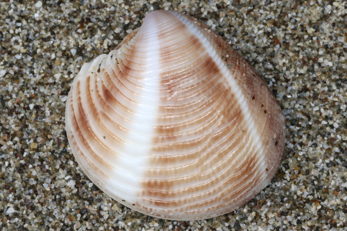Striped Venus