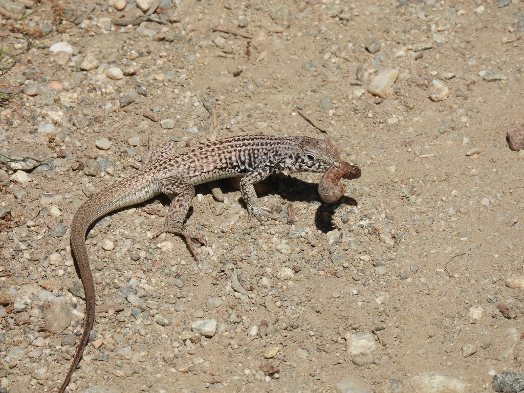 Western Whiptail from Davis County, UT, USA on May 19, 2024 at 01:03 PM ...