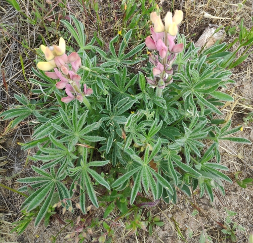 Lupinus gredensis