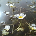 Round-fruited Water-Crowfoot - Photo (c) Omar Alhalabi, all rights reserved, uploaded by Omar Alhalabi