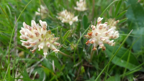 Paprastasis perluotis nuotrauka