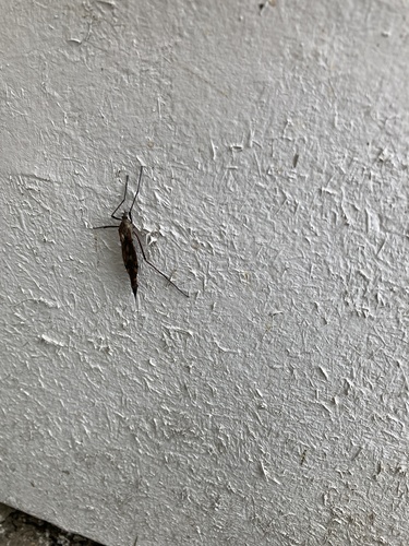 Tipula dorsimacula