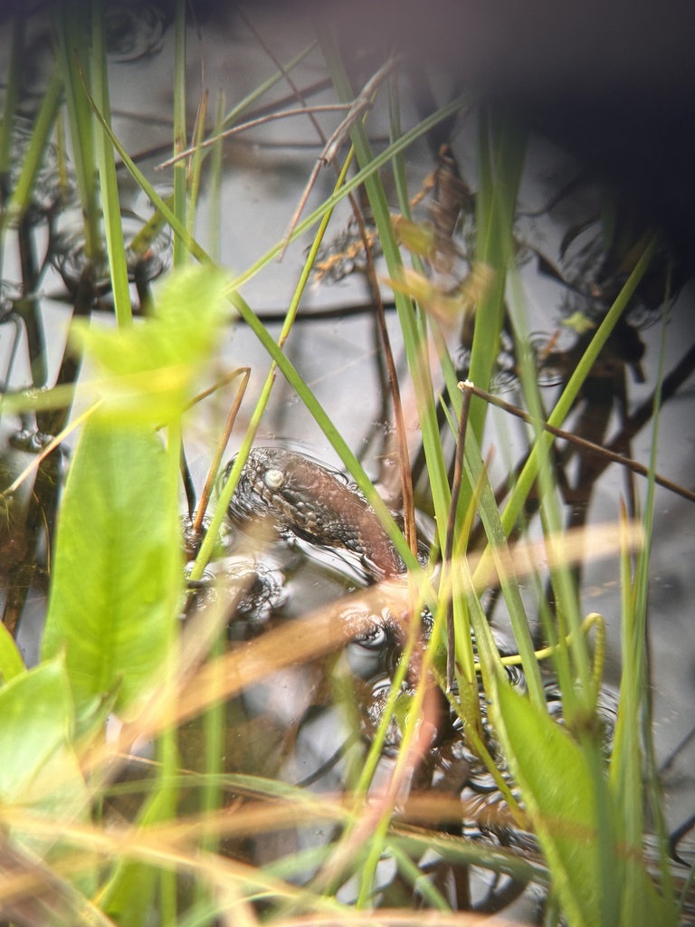 Common Watersnake from Cranberry Bog Nature Preserve, Riverhead, NY, US