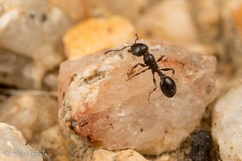 Temnothorax obliquicanthusTemnothorax obliquicanthus