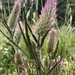 Trifolium angustifolium - Photo (c) Jeanne Jung Wolfe, όλα τα δικαιώματα διατηρούνται, uploaded by Jeanne Jung Wolfe