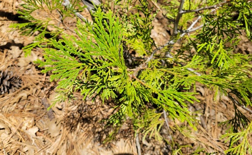 iNaturalist observation photo of California incense-cedar