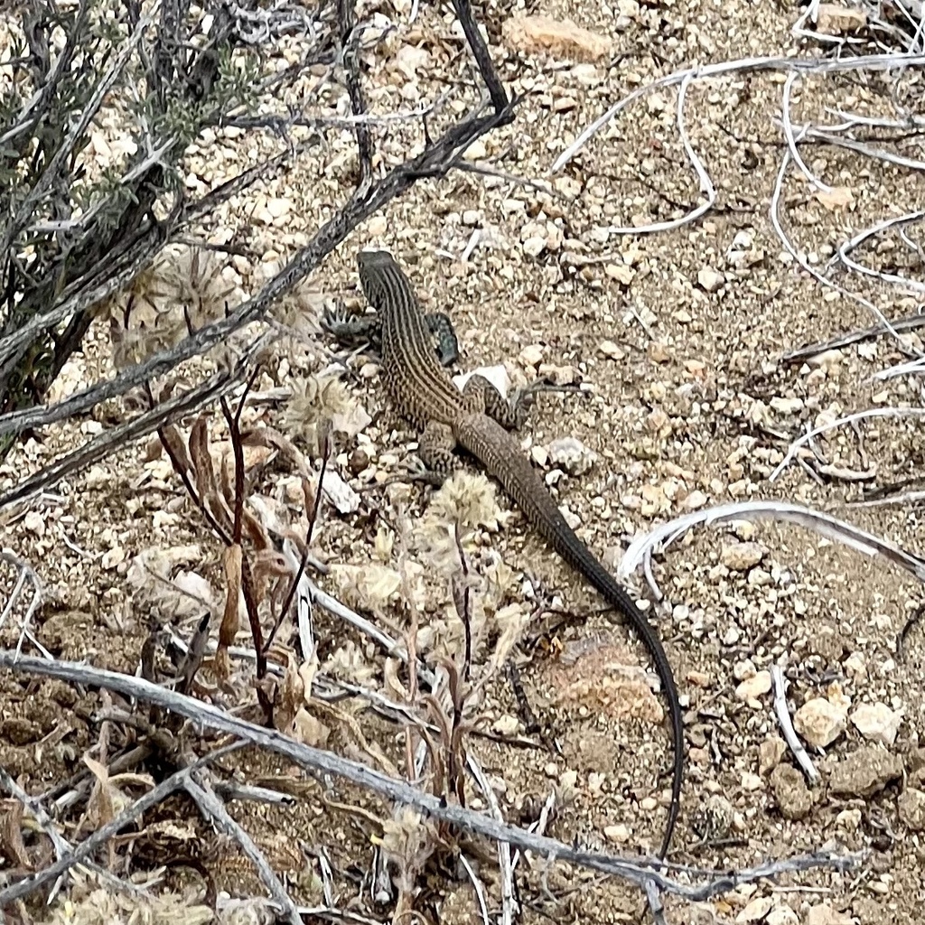 Western Whiptail from Joshua Tree National Park, Desert Hot Springs, CA ...