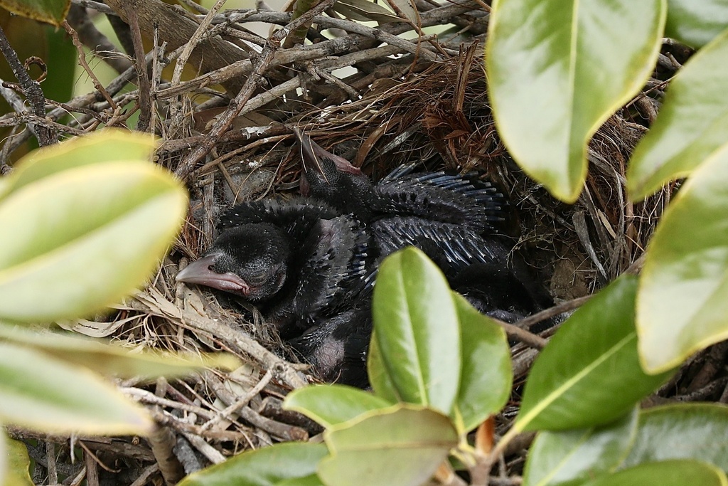 American Crow From Wellworth Ave Los Angeles CA US On May 19 2024 american-crow-from-wellworth-ave-los-angeles-ca-us-on-may-19-2024