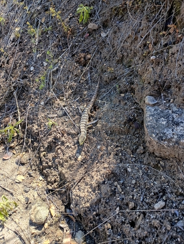 iNaturalist observation photo of California Alligator Lizard