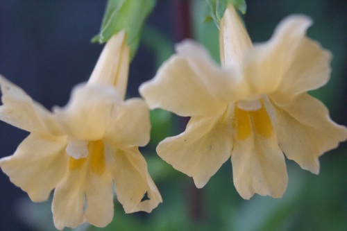 iNaturalist observation photo of orange bush monkeyflower
