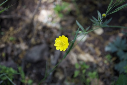 iNaturalist observation photo of buttercups