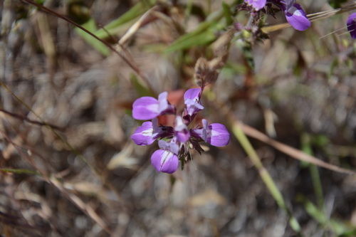 iNaturalist observation photo of Purple Chinese Houses