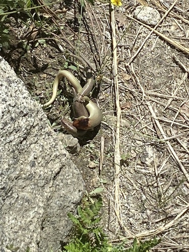 iNaturalist observation photo of Gilbert's Skink