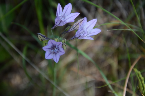 iNaturalist observation photo of Ithuriel's Spear