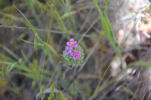 iNaturalist observation photo of Whiskerbrush