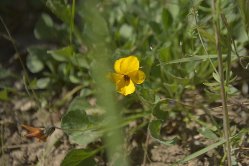 iNaturalist observation photo of California Golden Violet