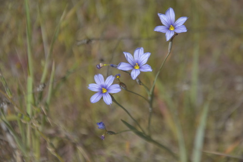 iNaturalist observation photo of western blue-eyed grass
