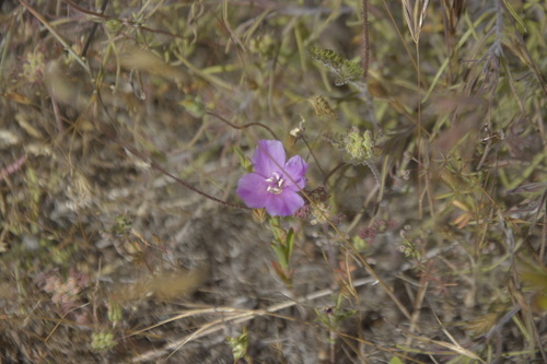 iNaturalist observation photo of Winecup Clarkia