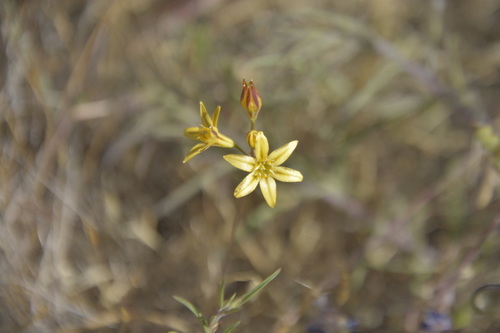 iNaturalist observation photo of Prettyface
