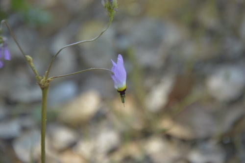 iNaturalist observation photo of Padre's Shooting Star