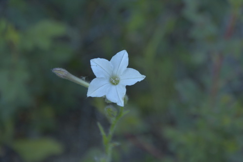 iNaturalist observation photo of tobaccos