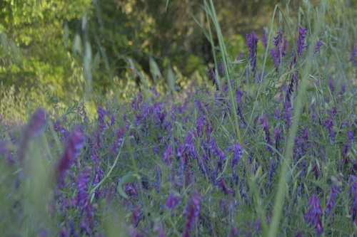 iNaturalist observation photo of hairy vetch