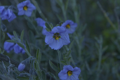 iNaturalist observation photo of bluewitch nightshade