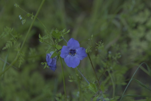 iNaturalist observation photo of Pholistoma auritum auritum