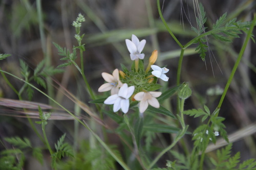 iNaturalist observation photo of grand collomia