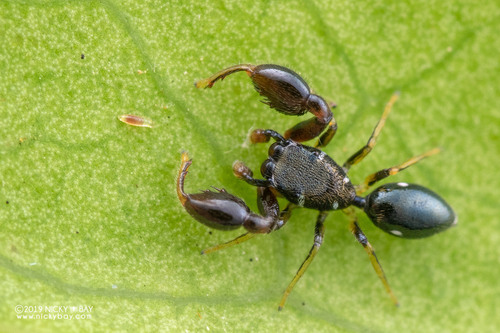 Philates chelifer
